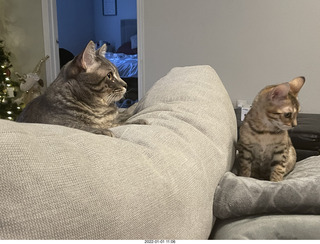 50 a1b. cat Potato and kitten Pickle cat Potato and kitten Pickle