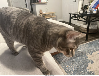 cat Potato cat Potato