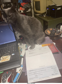 cat Devin and Russian cake