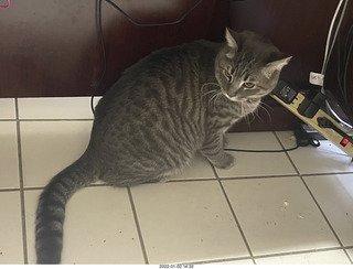 cat Potato cat Potato