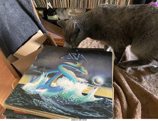 my cat Devin investigating Alanna's old records