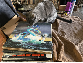 my cat Devin investigating Alanna's old records