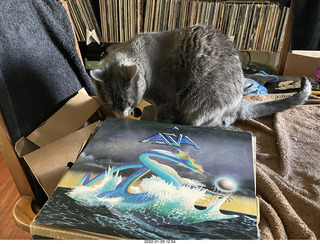 my cat Devin investigating Alanna's old records