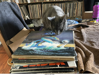 my cat Devin investigating Alanna's old records
