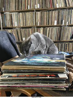 my cat Devin investigating Alanna's old records