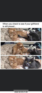 cats - when you check to see if your girlfriend is still pissed