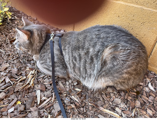 A+O house - 7027 43 Place - cat Potato