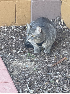 A+O house - 7027 43 Place + cat Potato