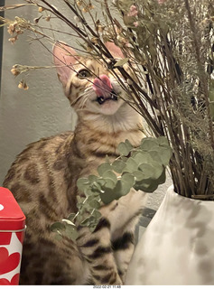 cat Pickle
