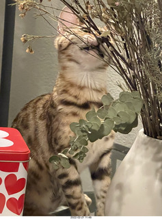 cat Pickle