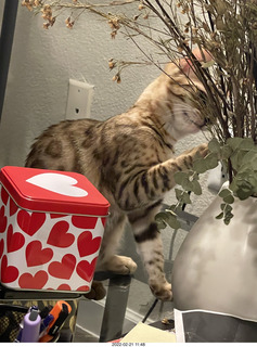 cat Pickle