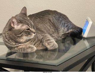 A+O house - 7027 43 Place + cat Potato in the sink + kitten Pickle