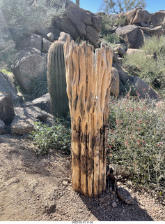 Gila monster on Pinnacle Peak trail