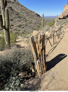 Pinnacle Peak - long dead saguaro cactus