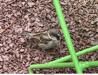 Philadelphia City Hall park - bird