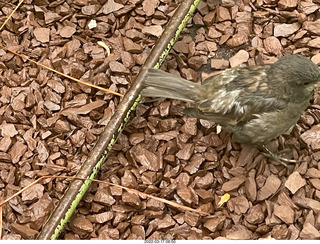Philadelphia City Hall park - bird