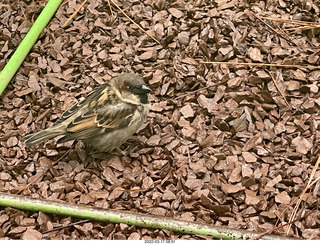 Philadelphia City Hall park - bird