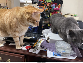 cats Devin and Jane on my  table