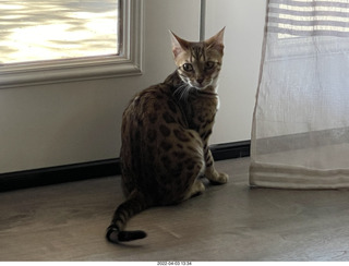 cat Pickle