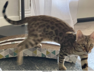 cat Pickle