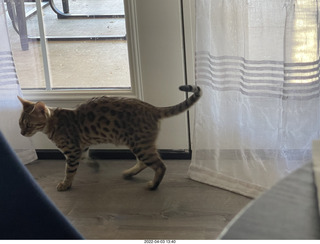 cat Pickle