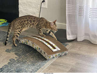 cat Pickle