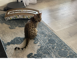 cat Pickle