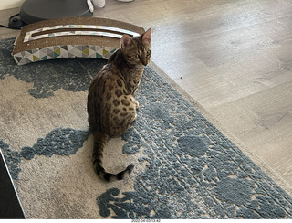 cat Pickle