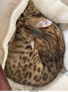 cat Pickle