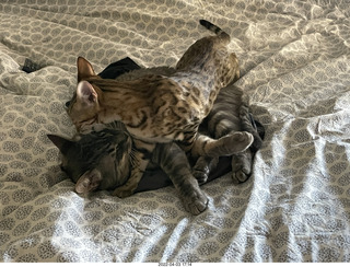 cat Pickle