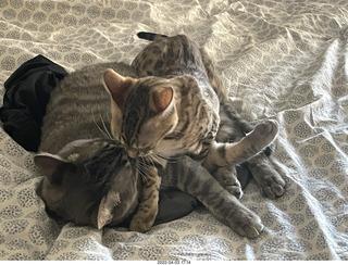 cats Pickle and Potato