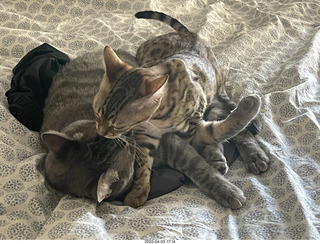 cat Pickle