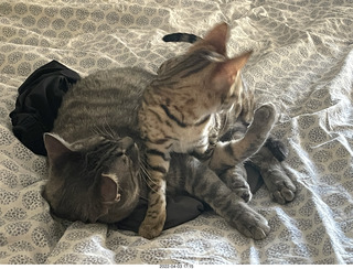 cat Pickle