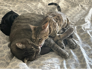 cat Pickle