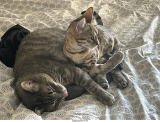 cat Pickle