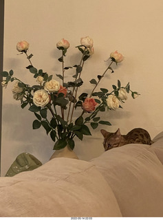 cat Pickle