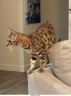 cats Pickle and Potato