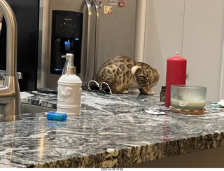 cat Pickle