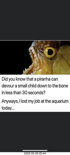 Facebook - piranha - lost my job at the aquarium