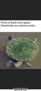 Facebook flat earth from space on turtle