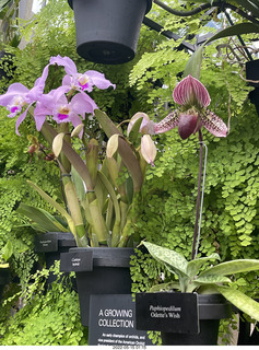 Longwood Gardens