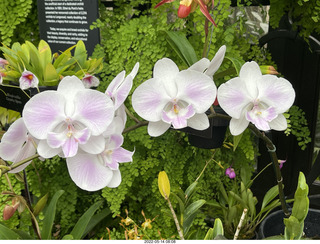 Longwood Gardens