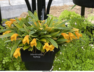 Longwood Gardens