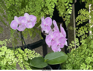 Longwood Gardens