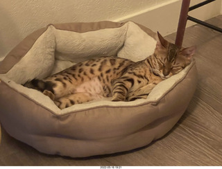 cat Pickle