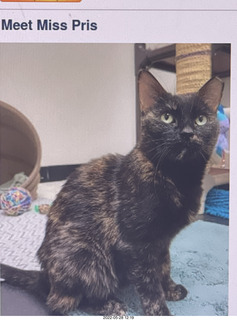 cat Miss Pris from web-page ad