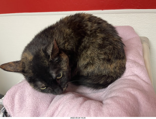 cat Miss Pris in Halo rescue