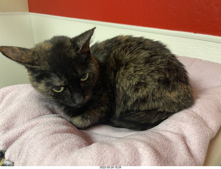 cat Miss Pris in Halo rescue