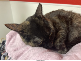 cat Miss Pris in Halo rescue