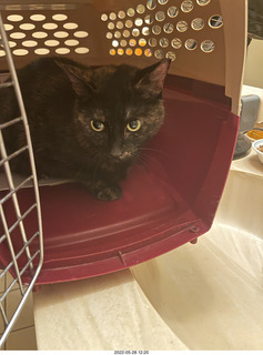 cat Miss Pris in Halo rescue center + Adam